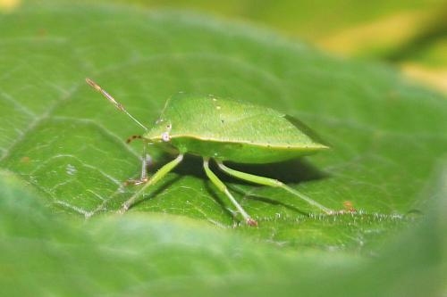 Nezara viridula